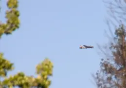 WWII B17 May 2013 6
