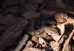 Alligator Lizard Nov 2012