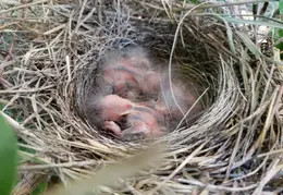 Baby Birds In Hibiscus Bush