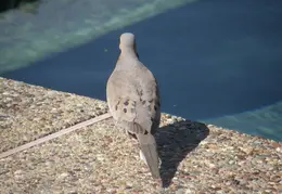 Birds By Pool 2005