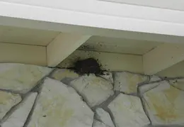 Black Phoebe Nest 2010