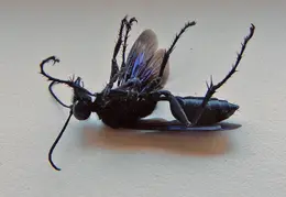 Black Wasp 2017