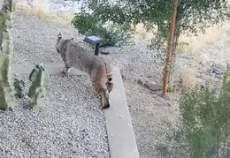 Bobcat 20250203