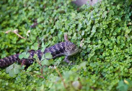 California Alligator Lizard July 2012