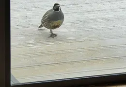 California Quail On Back Deck 20180405