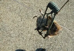 Animals