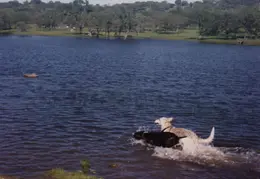 Happy Labs