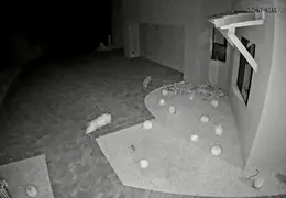 Javelina 20230527