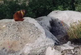 Marmot
