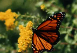 Monarch Butterfly