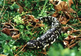 Salamander