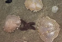 Starfish 02