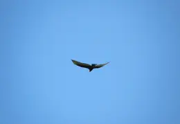 Turkey Vulture 144