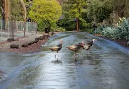 A Rainy Day 20190214 07