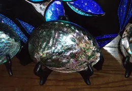 Abalone Shells 001