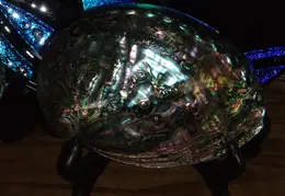 Abalone Shells 003
