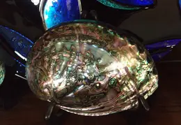 Abalone Shells 004