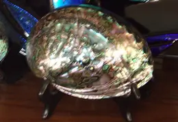 Abalone Shells 005