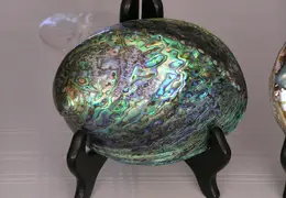 Abalone Shells