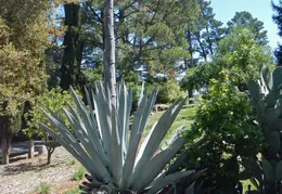 Agave Plant 2013 02