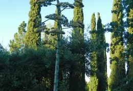 Agave Plant 2013 04