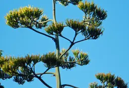 Agave Plant 2013