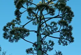 Agave Plant 2013 07