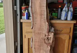 Alder Tree Removal 20201109 01