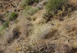Barrel Cactus For Cheryl 20230608 02