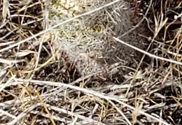 Barrel Cactus For Cheryl 20230608 06