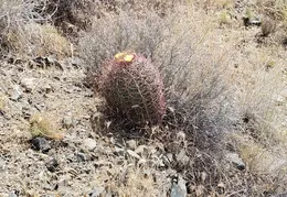 Barrel Cactus For Cheryl 20230608 07