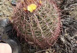 Barrel Cactus For Cheryl 20230608 08