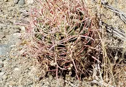 Barrel Cactus For Cheryl 20230608 09
