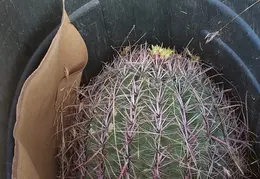 Barrel Cactus For Cheryl 20230608