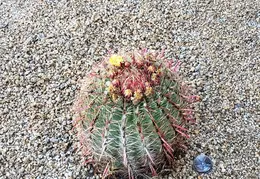 Barrel Cactus For Cheryl 20230608 15