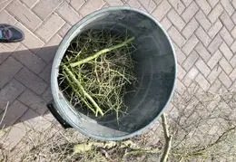 Brush Clearing 20250402 02