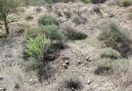 Brush Clearing 20250418 05
