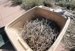 Brush Clearing 20250418 09