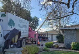 Bussells Tree Removal 20191214 04