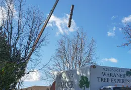 Bussells Tree Removal 20191214 10