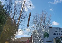 Bussells Tree Removal 20191214 11