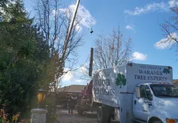 Bussells Tree Removal 20191214 12