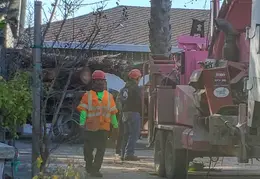 Bussells Tree Removal 20191214 14