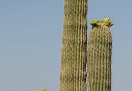 Cacti 20230512 01