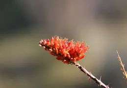 Canon EOS R7 Testing 20260201 04