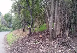 Community Work Project Bush Trimming Fall 2016 13