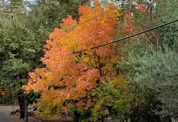 Concord Fall Colors 20201117