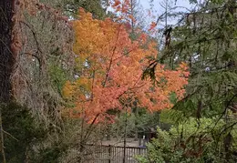 Concord Fall Colors 20201117 113658