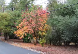Fall Colors In The Neighborhood 20181126 02