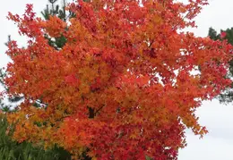 Fall Colors In The Neighborhood 20181126 06